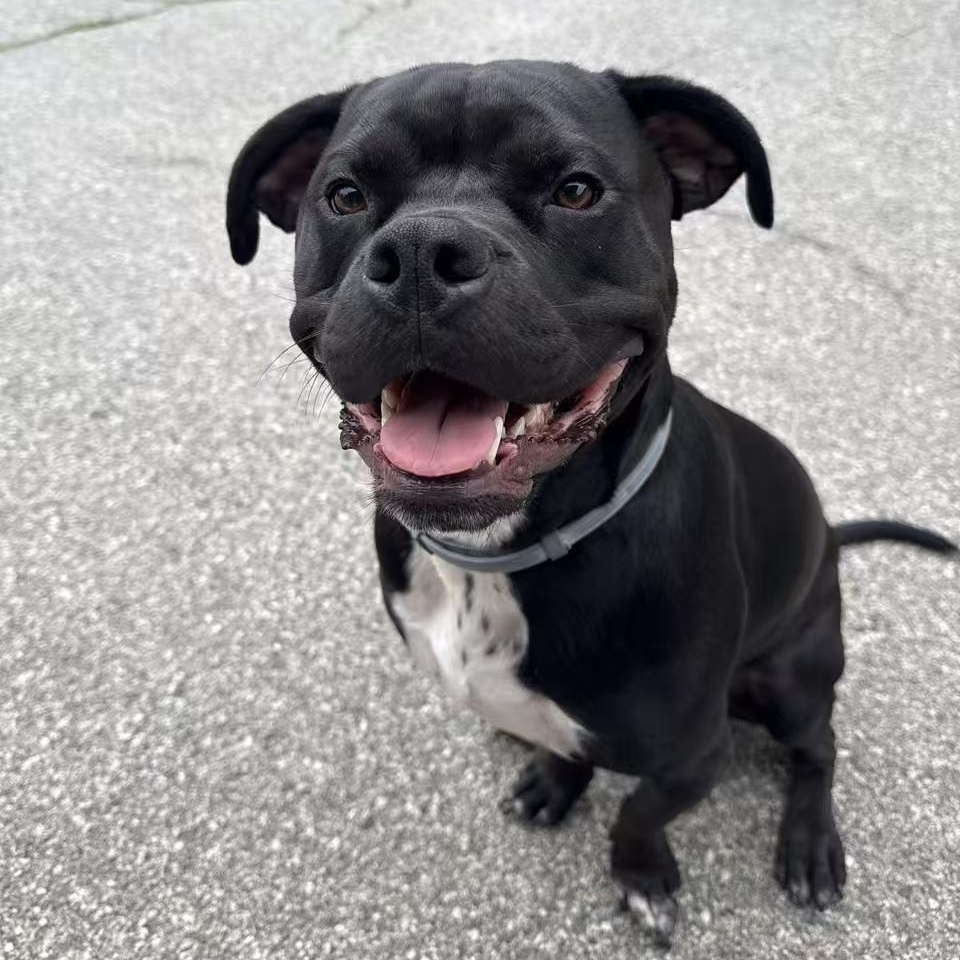 Siggy, ADOPTABLE, Young Male Pug & Pit Bull Terrier.