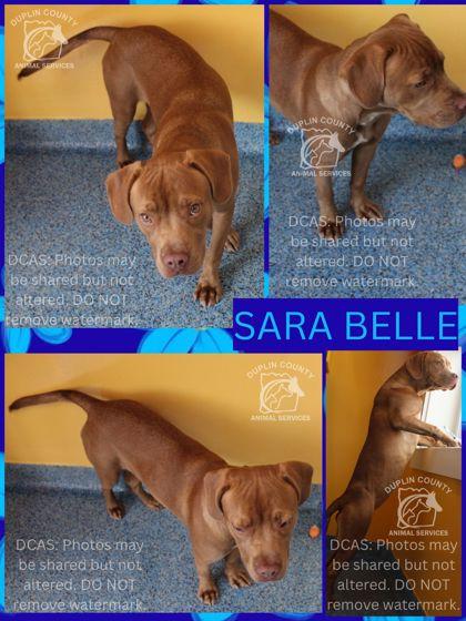 SARA BELLE, Adoptable, Puppy Female Mixed Breed & Mixed Breed.