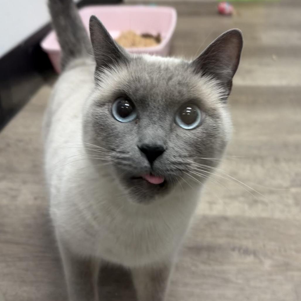 Bubbles, Adoptable, Adult Female Siamese.