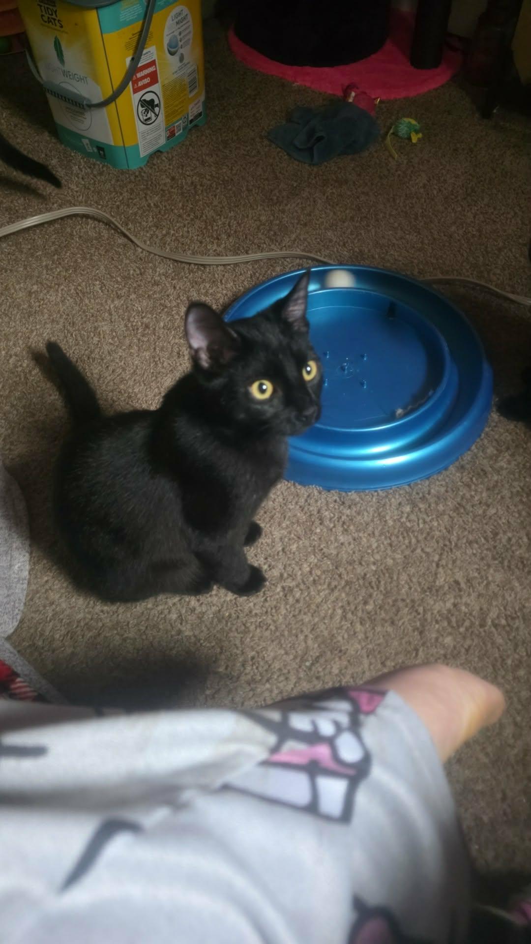 Enlarge Frappe, a ADOPTABLE Domestic Short Hair in Morgantown, WV image 1/1