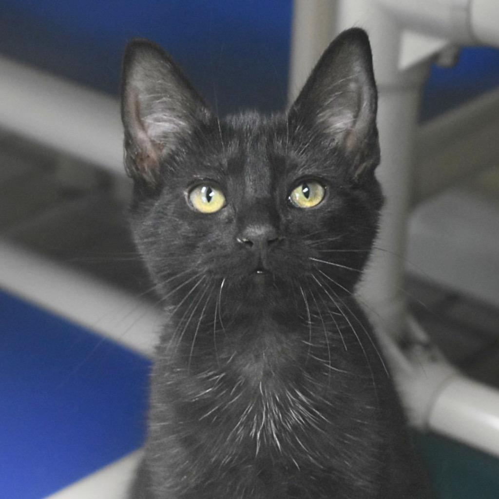 Enlarge Costello, a Adoptable mixed breed in Saint Petersburg, FL image 1/2