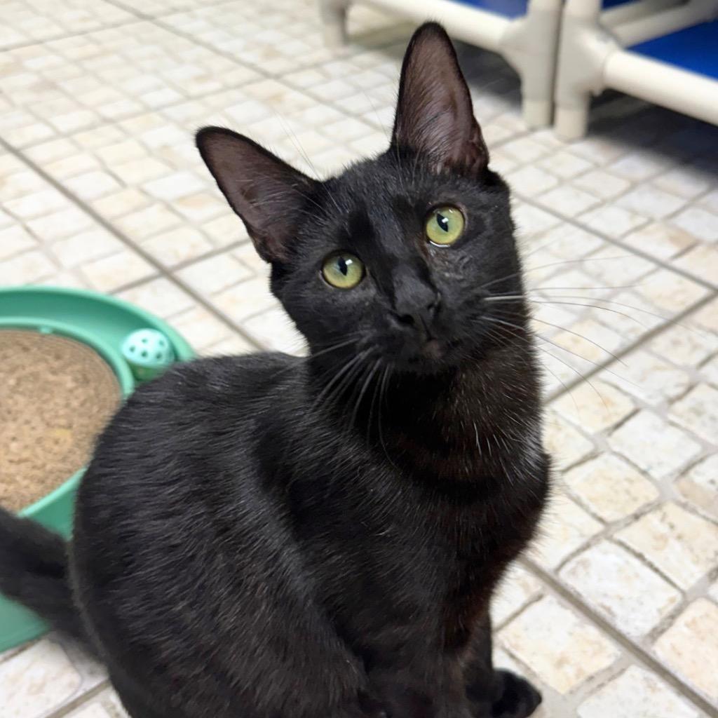 Costello, Adoptable, Kitten Male Domestic Short Hair.
