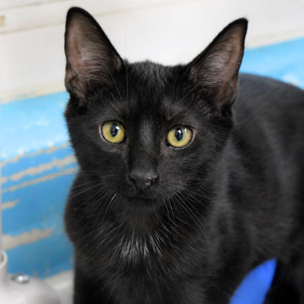 Enlarge Costello, a Adoptable mixed breed in Saint Petersburg, FL image 2/2