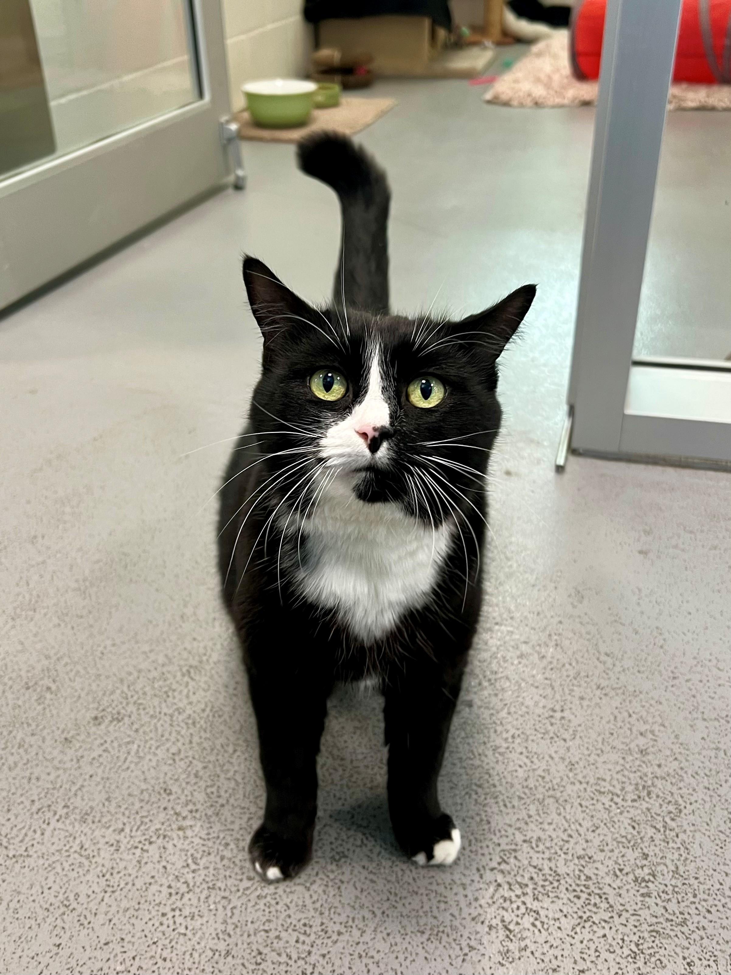 Tipsy Tater, a Adoptable Domestic Short Hair in New Westminster, BC image 1/2