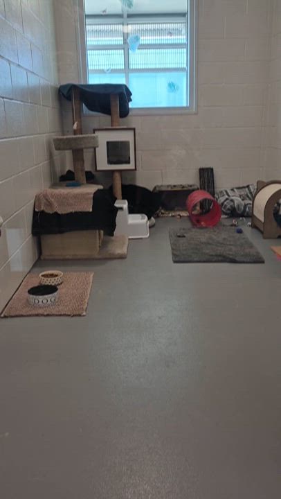 Enlarge Tipsy Tater, a Adoptable Domestic Short Hair in New Westminster, BC video 2/2