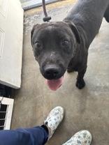 Mina, ADOPTABLE, Young Female Mixed Breed.