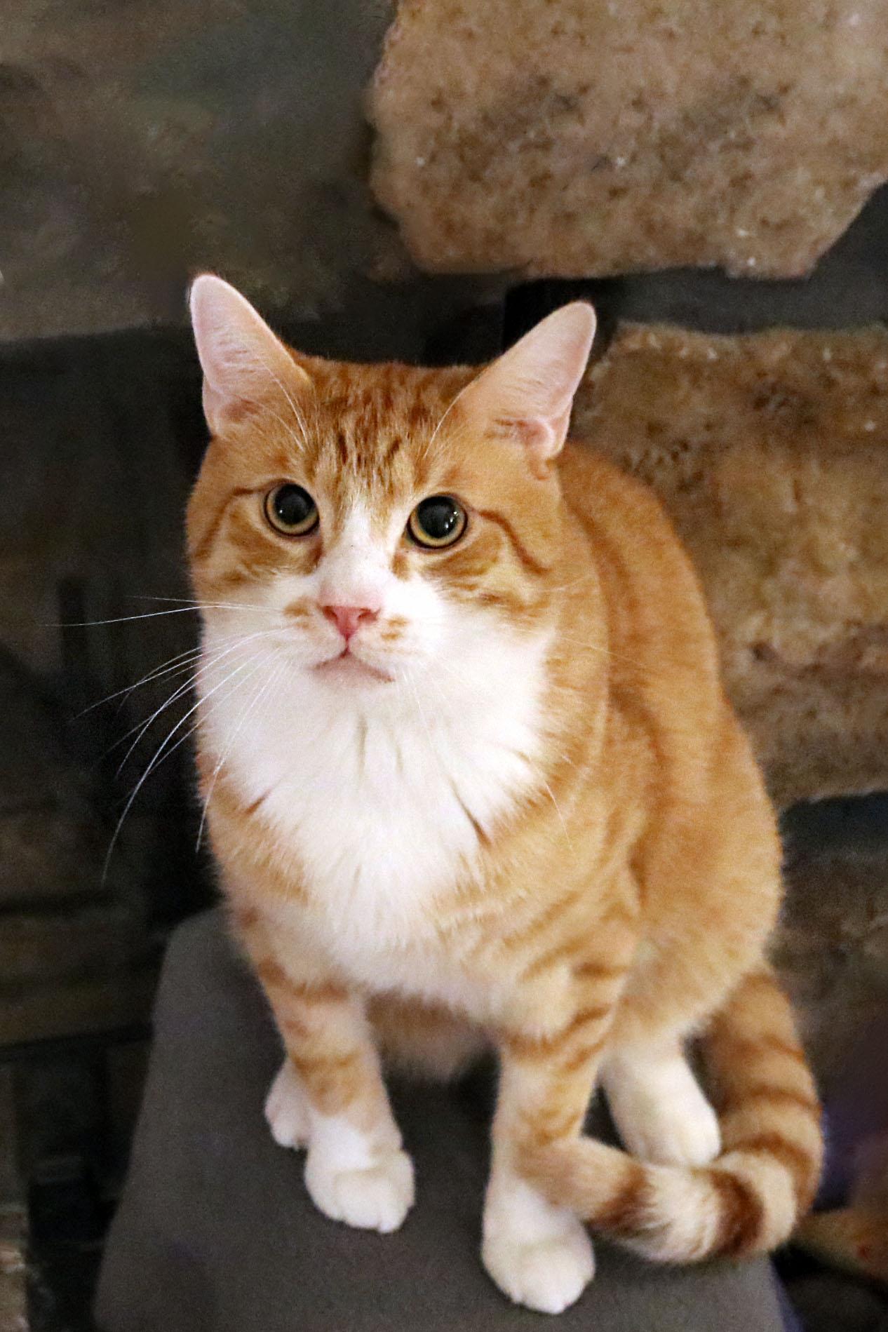 Hagrid, Adoptable, Young Male Domestic Short Hair.