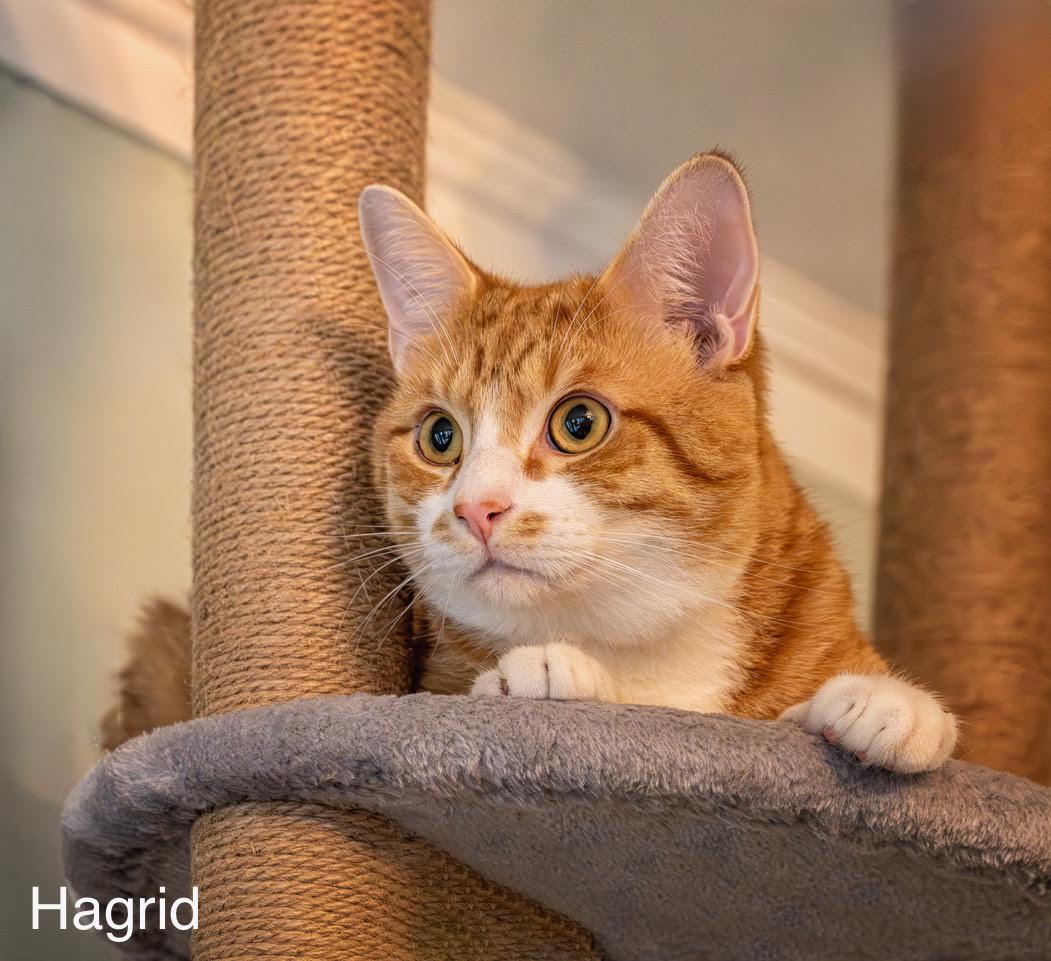 Hagrid, a Adoptable Domestic Short Hair in Buford, GA image 2/3