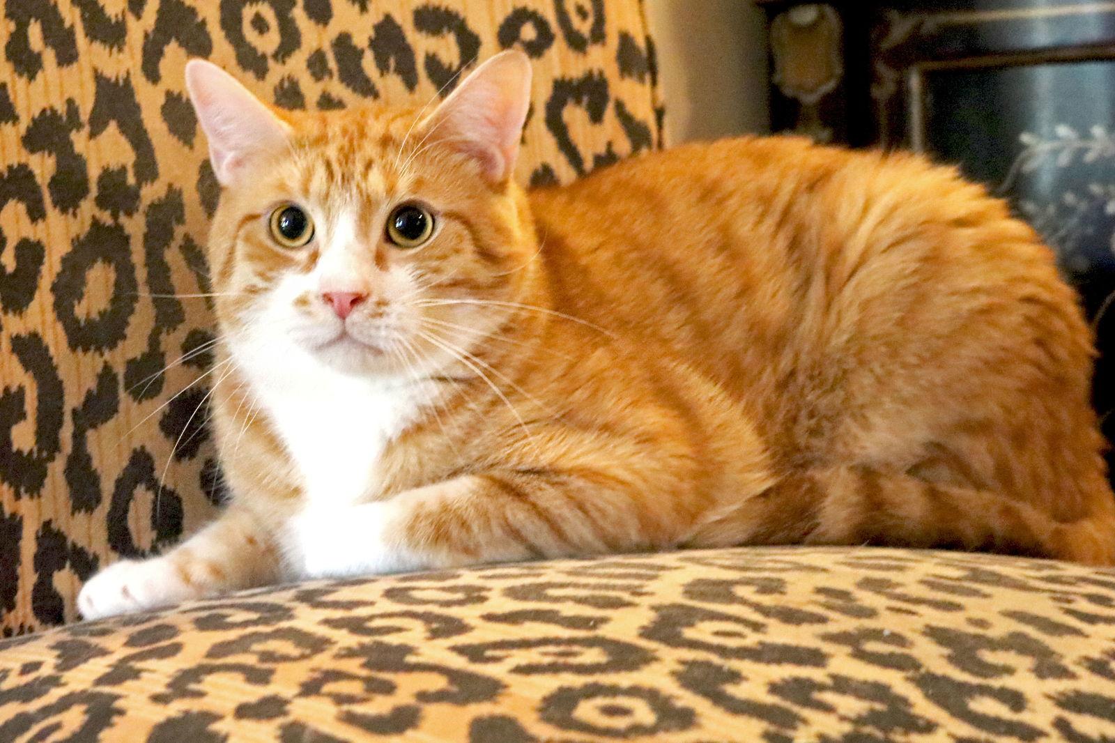 Hagrid, a Adoptable Domestic Short Hair in Buford, GA image 3/3