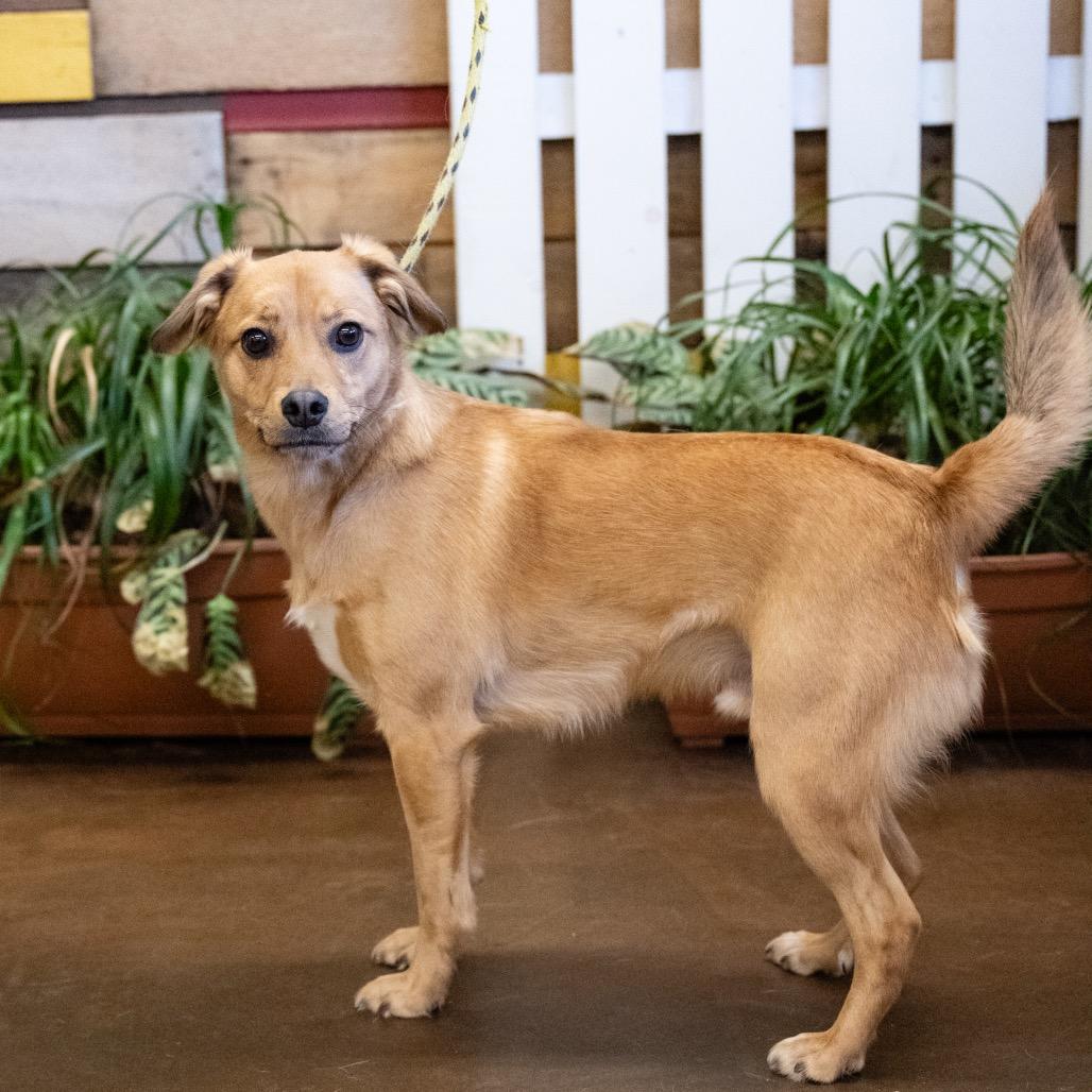 Spud, Adoptable, Adult Male Mixed Breed.