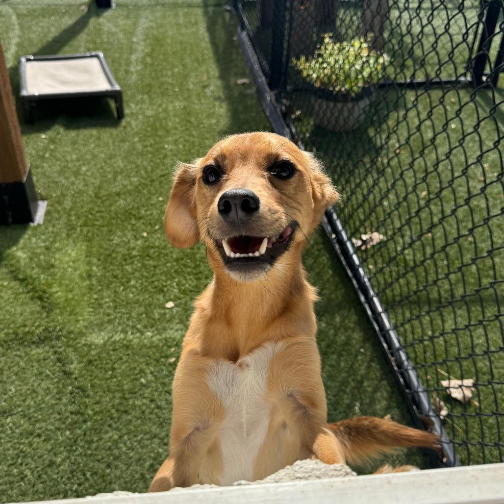 Enlarge Spud, a Adoptable Mixed Breed in Blaine, MN image 2/3