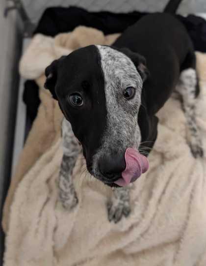 Kenny, ADOPTABLE, Young Male Australian Shepherd.