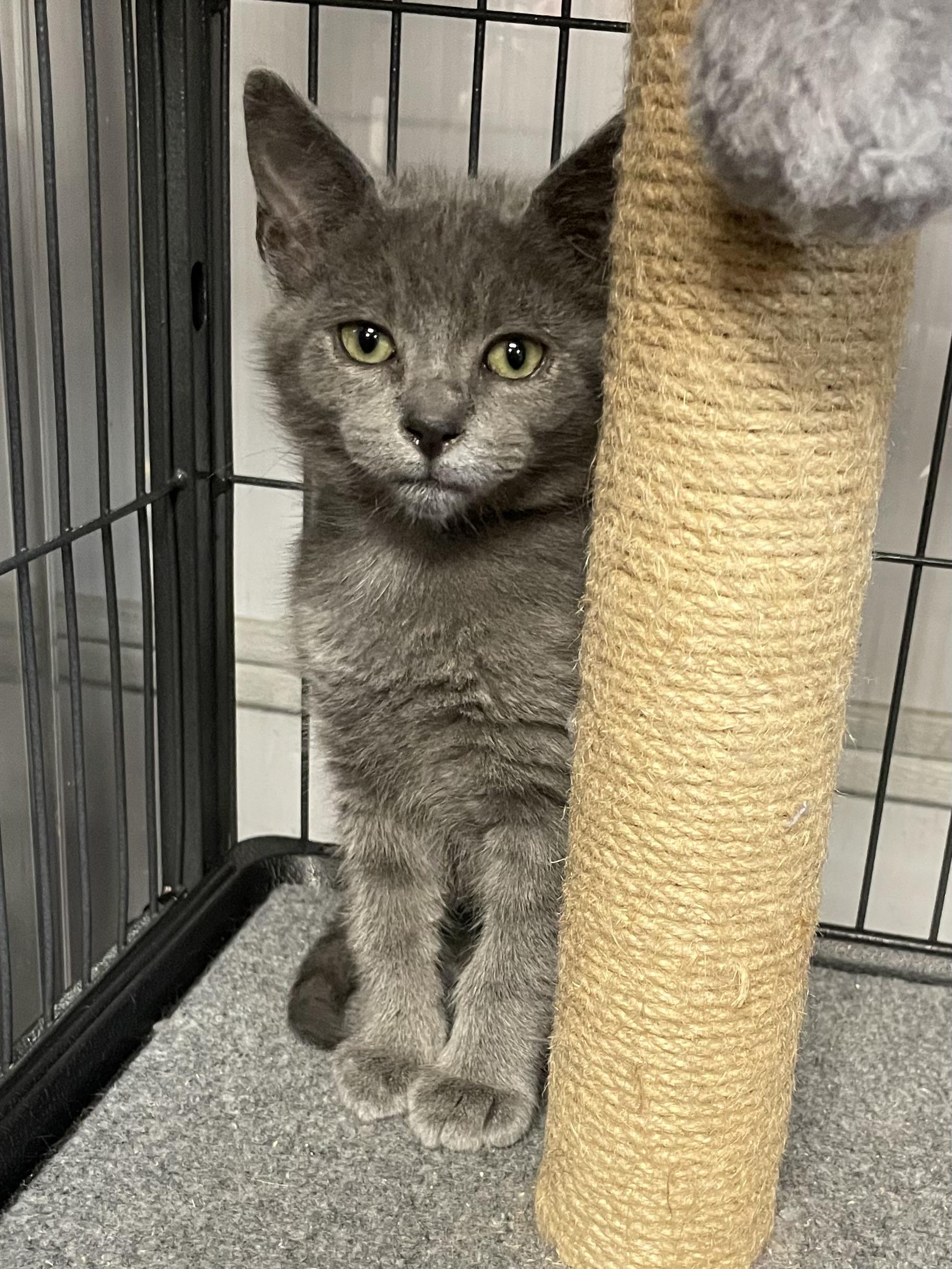 Enlarge Echo, a Adopted Domestic Short Hair in Goodlettsville, TN image 2/6