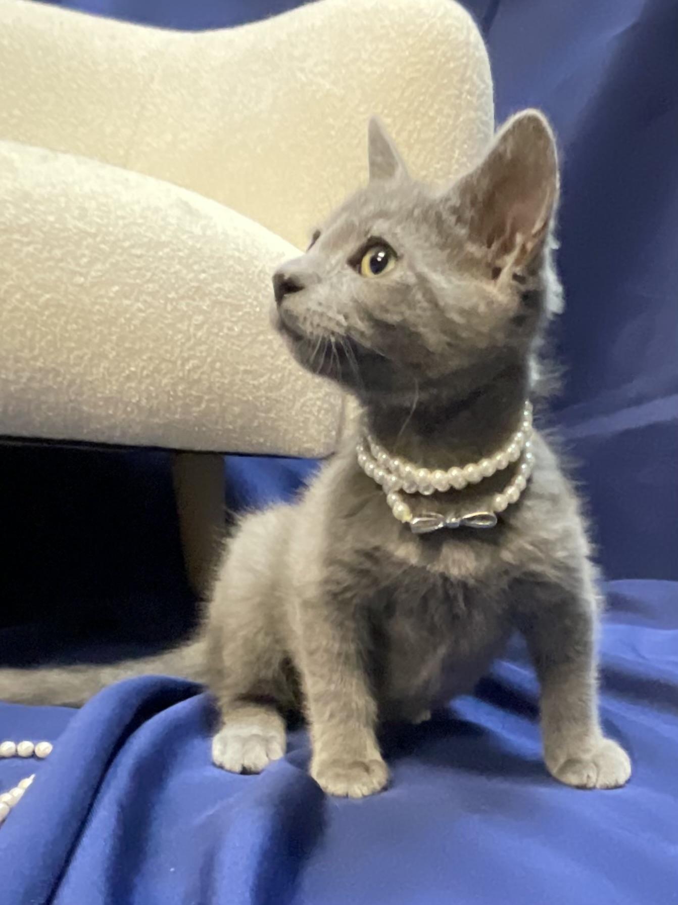 Enlarge Echo, a Adopted Domestic Short Hair in Goodlettsville, TN image 3/6