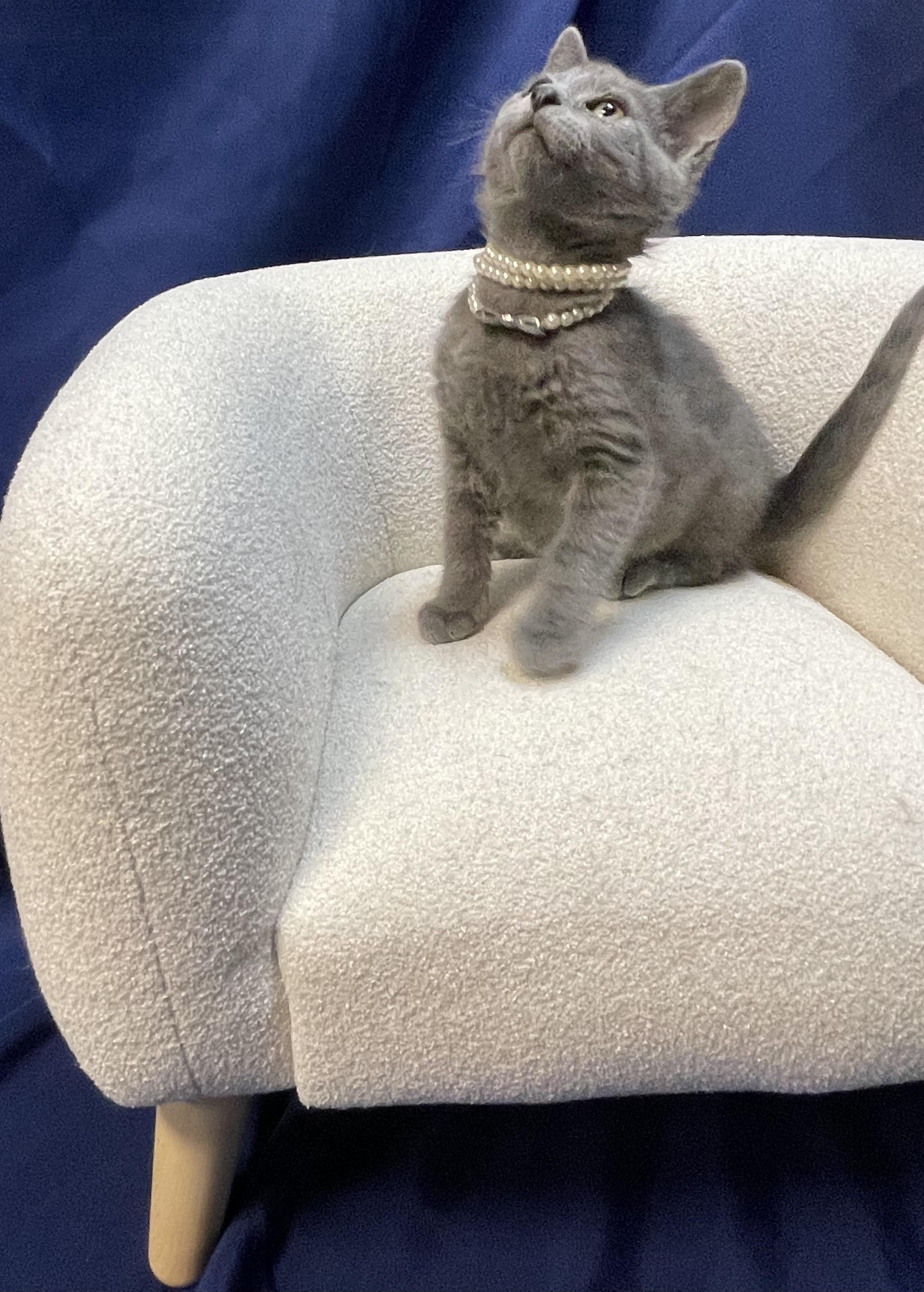 Enlarge Echo, a Adopted Domestic Short Hair in Goodlettsville, TN image 4/6