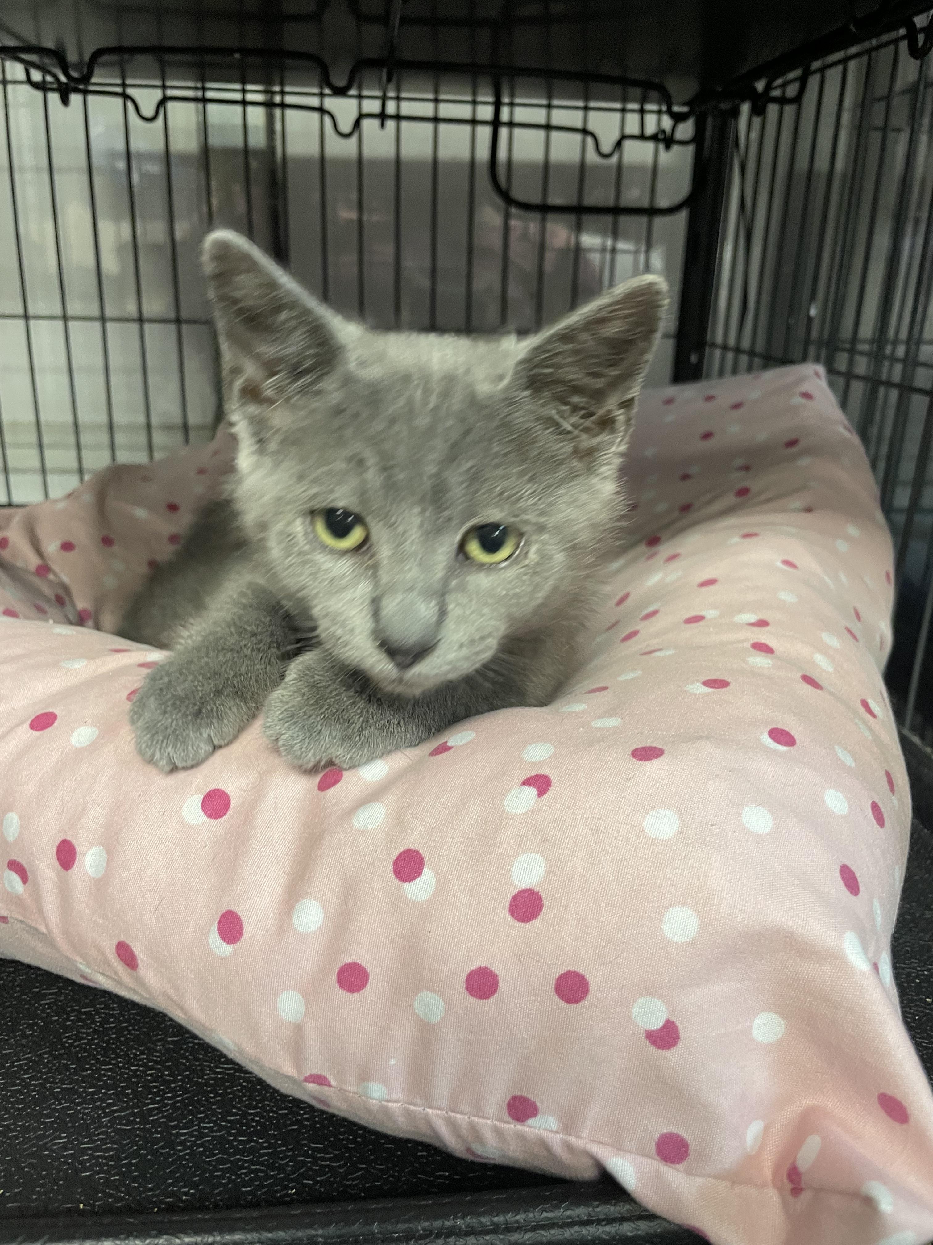 Enlarge Echo, a Adopted Domestic Short Hair in Goodlettsville, TN image 5/6