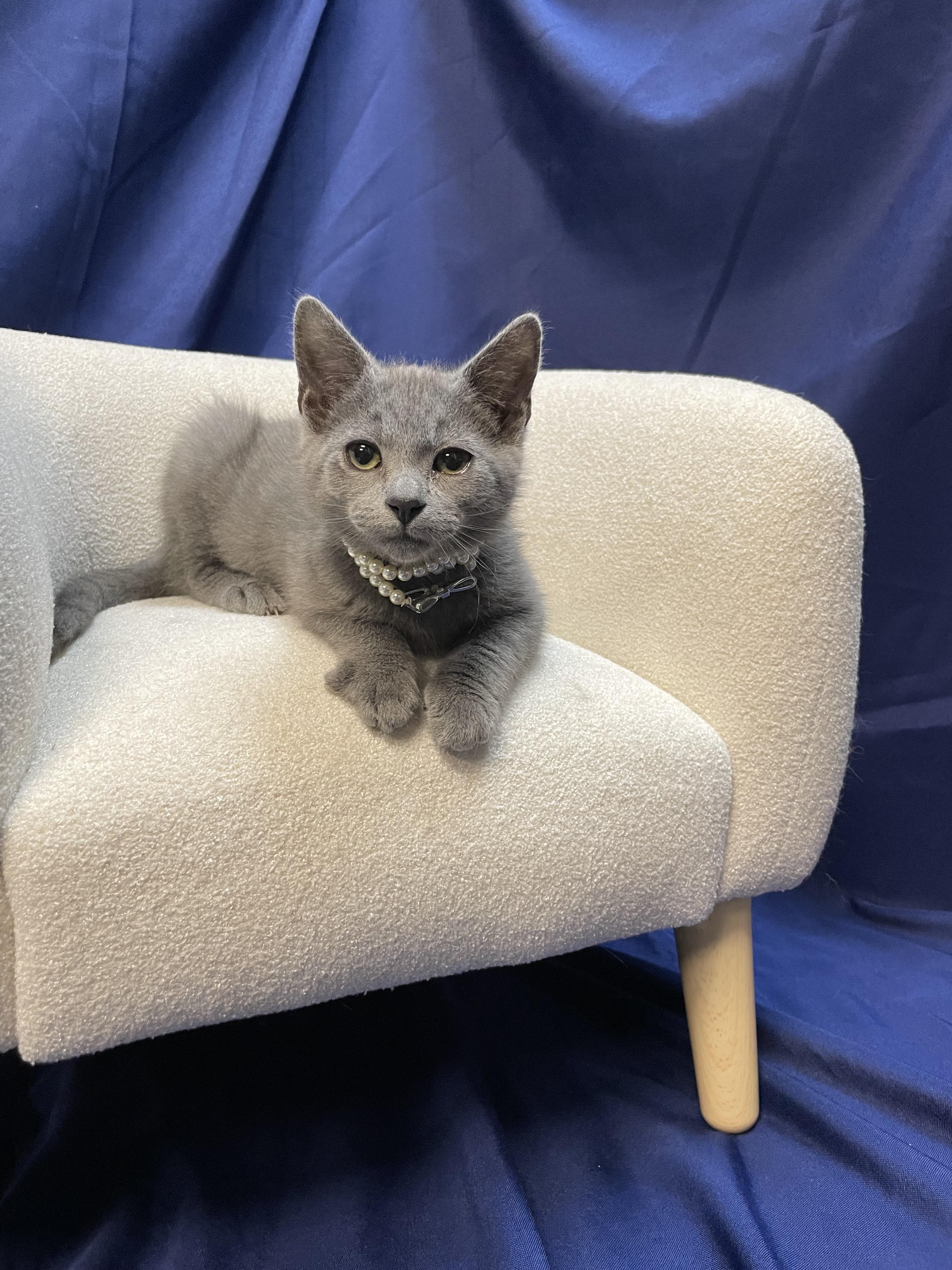Enlarge Echo, a Adopted Domestic Short Hair in Goodlettsville, TN image 6/6