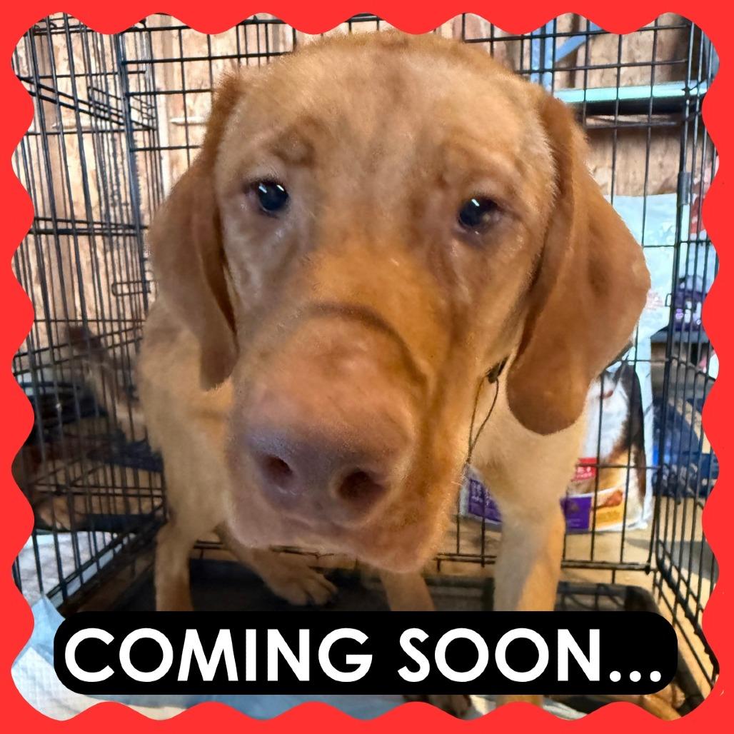 Butter, Adoptable, Adult Male Vizsla.