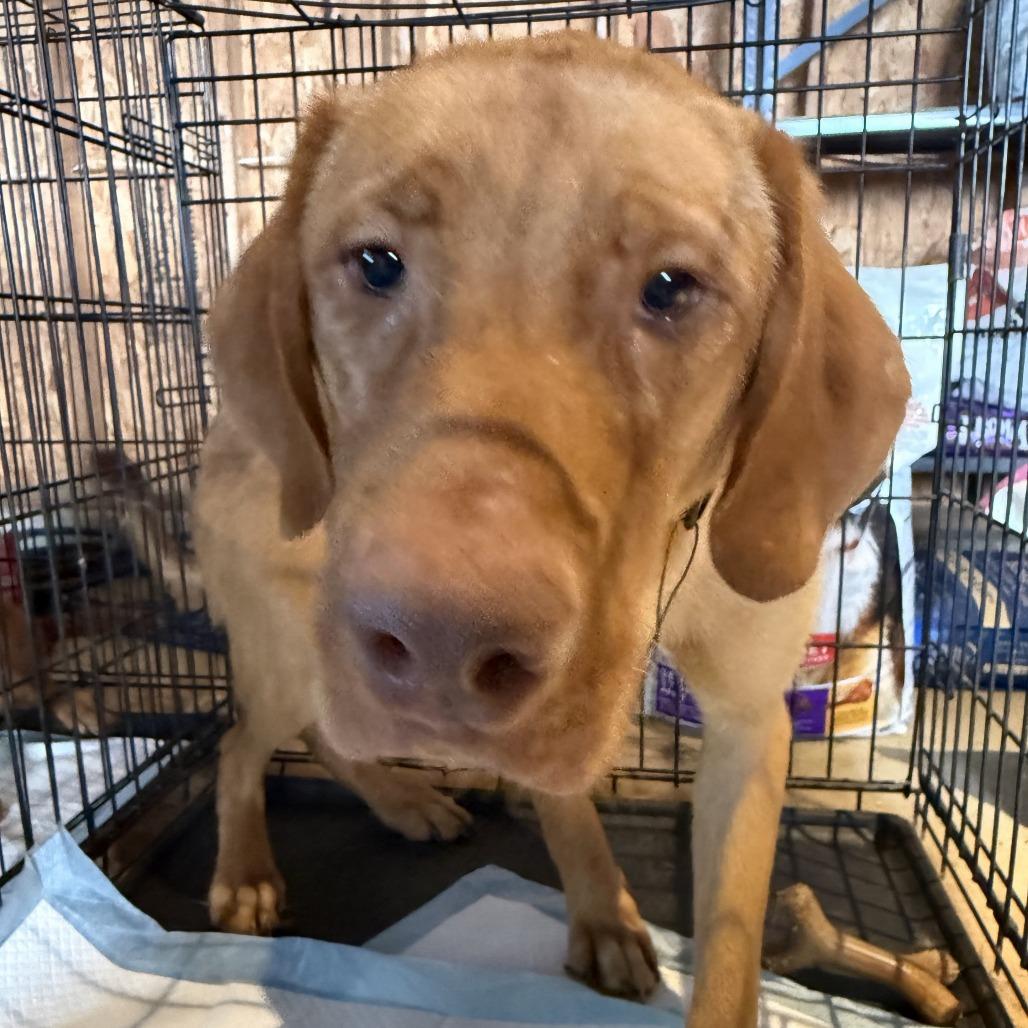 Enlarge Butter, a Adoptable Vizsla in Delaware, OH image 2/3