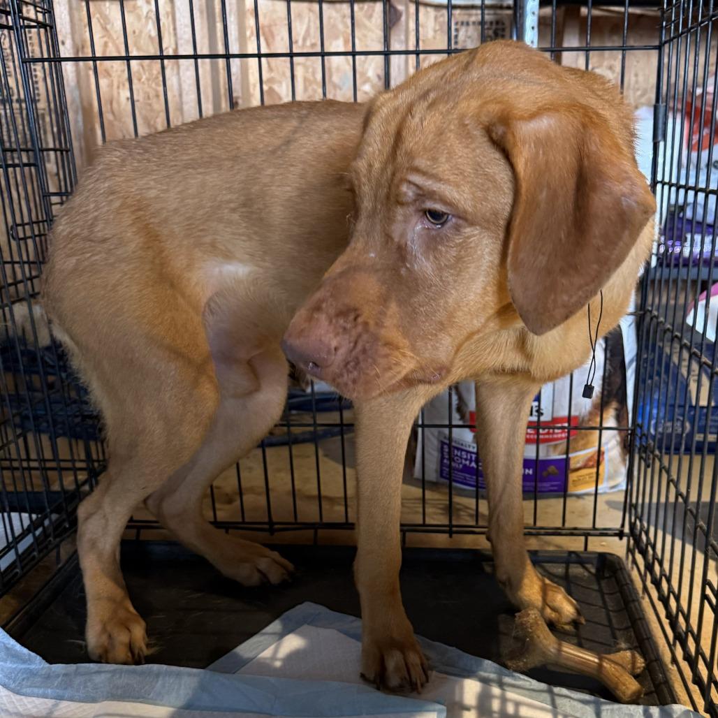 Enlarge Butter, a Adoptable Vizsla in Delaware, OH image 3/3