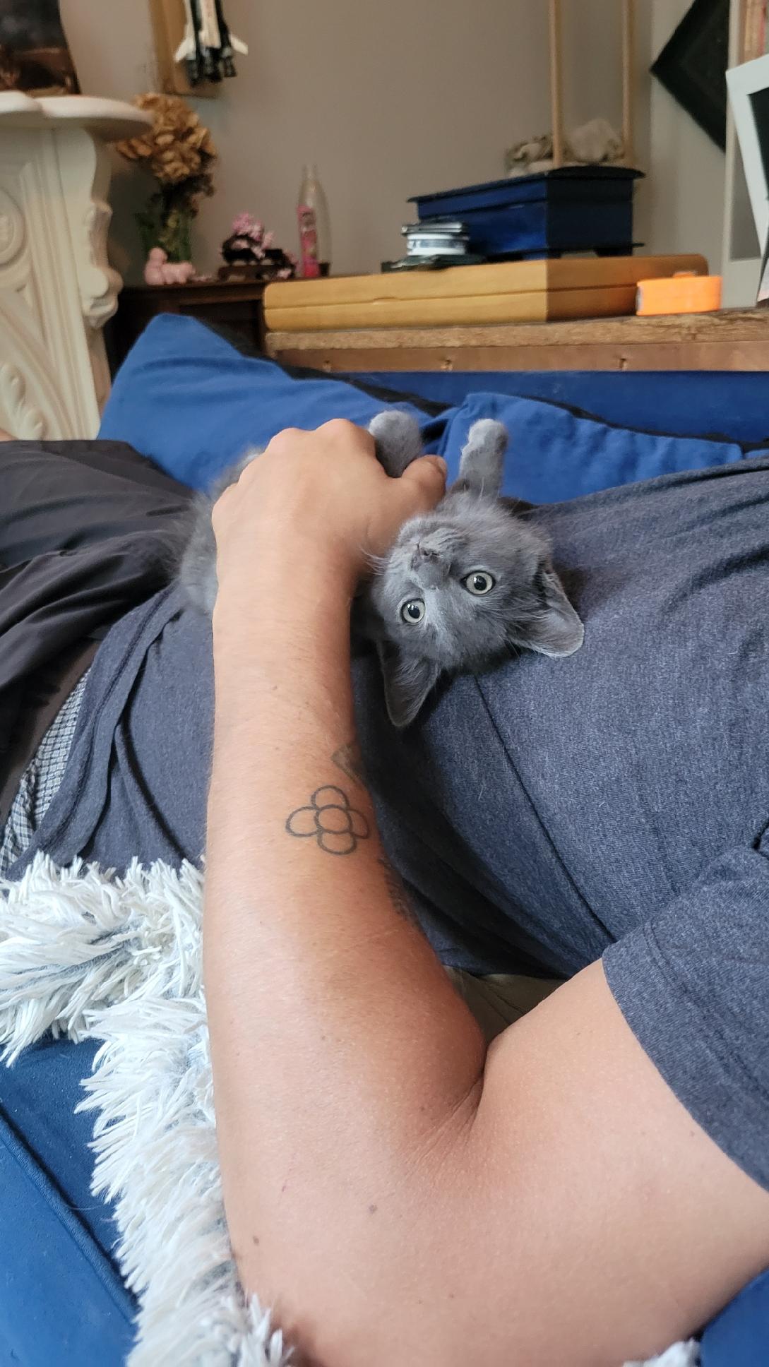 Enlarge Puck, a Adopted Domestic Medium Hair in Brooklyn, NY image 2/6