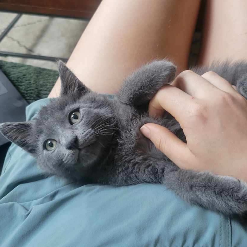 Enlarge Puck, a Adopted Domestic Medium Hair in Brooklyn, NY image 3/6