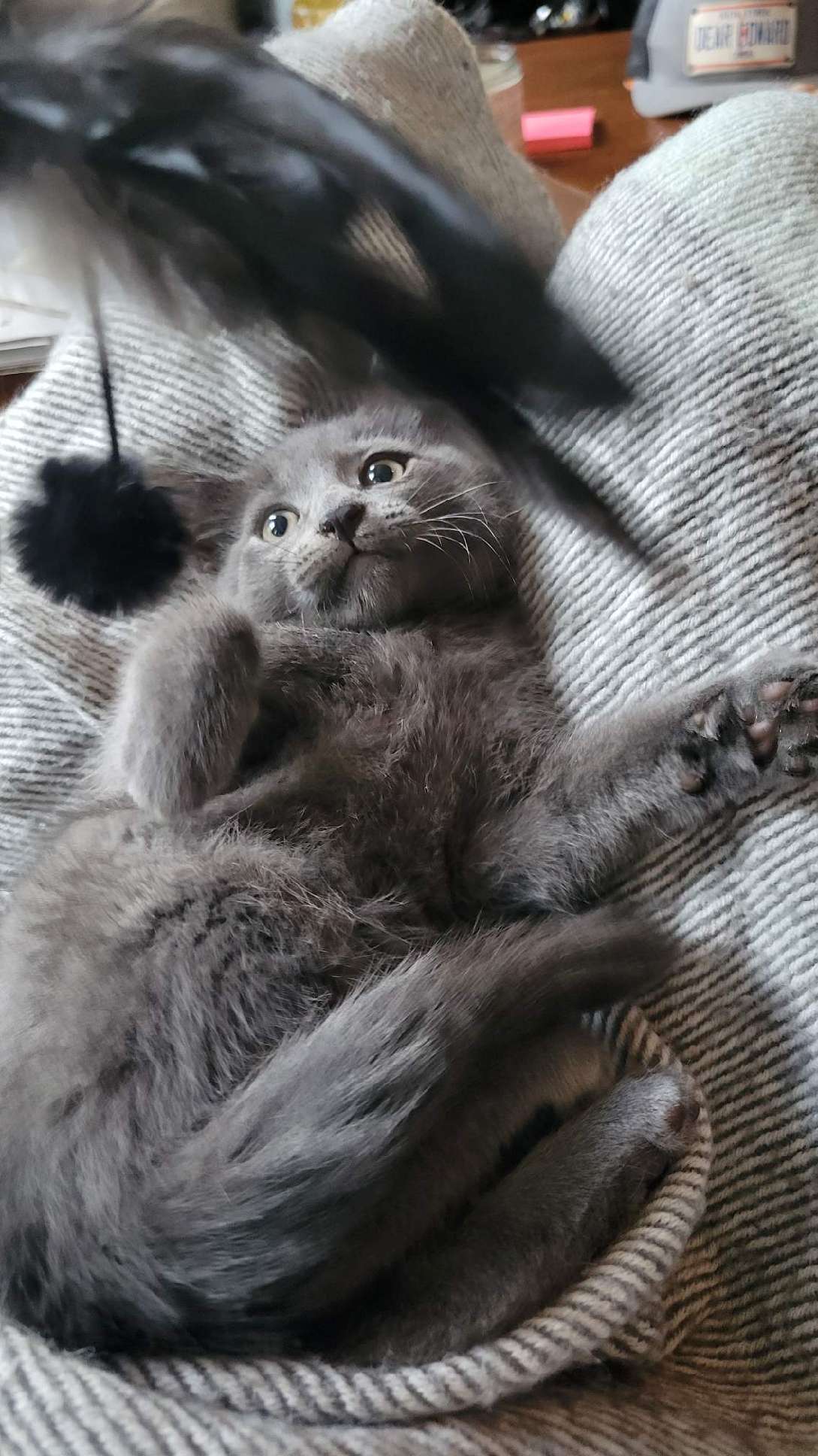 Enlarge Puck, a Adopted Domestic Medium Hair in Brooklyn, NY image 4/6