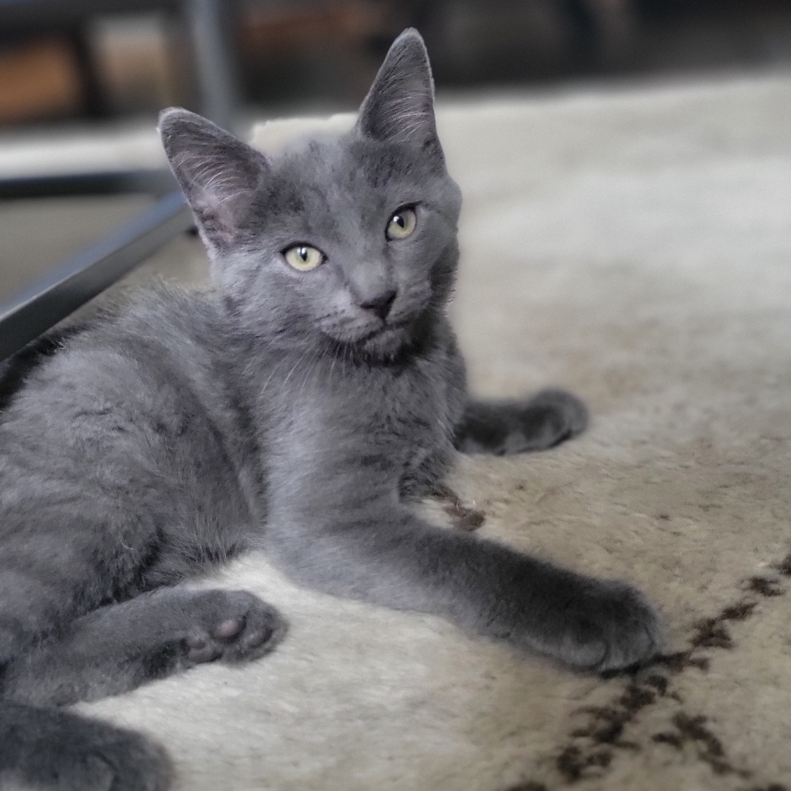 Enlarge Puck, a Adopted Domestic Medium Hair in Brooklyn, NY image 1/6