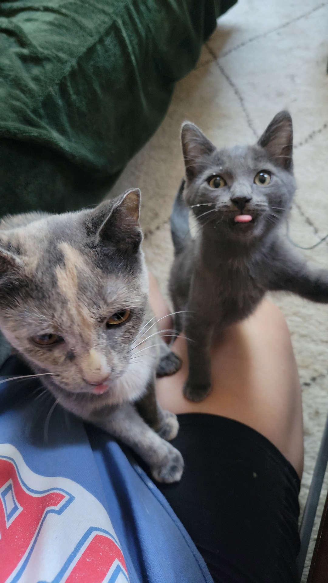 Enlarge Puck, a Adopted Domestic Medium Hair in Brooklyn, NY image 5/6