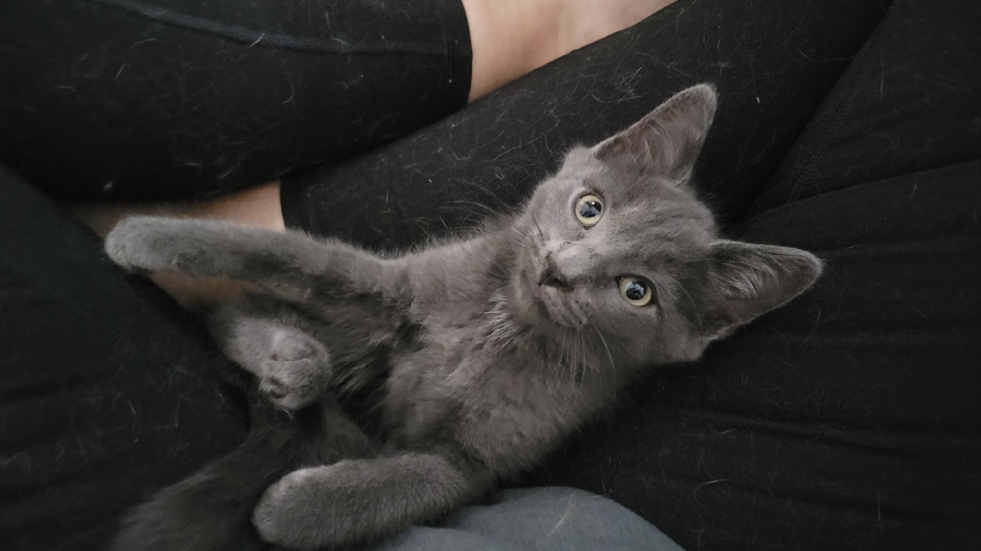 Enlarge Puck, a Adopted Domestic Medium Hair in Brooklyn, NY image 6/6