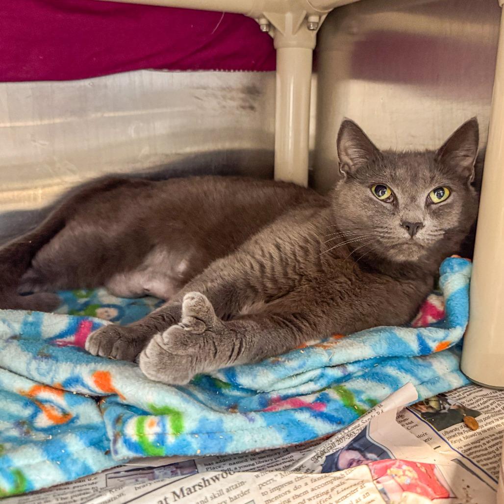 Blue, a Adoptable Domestic Short Hair in Kennebunk, ME image 1/4