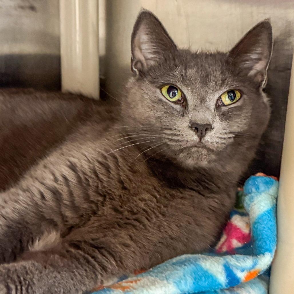 Blue, a Adoptable Domestic Short Hair in Kennebunk, ME image 2/4