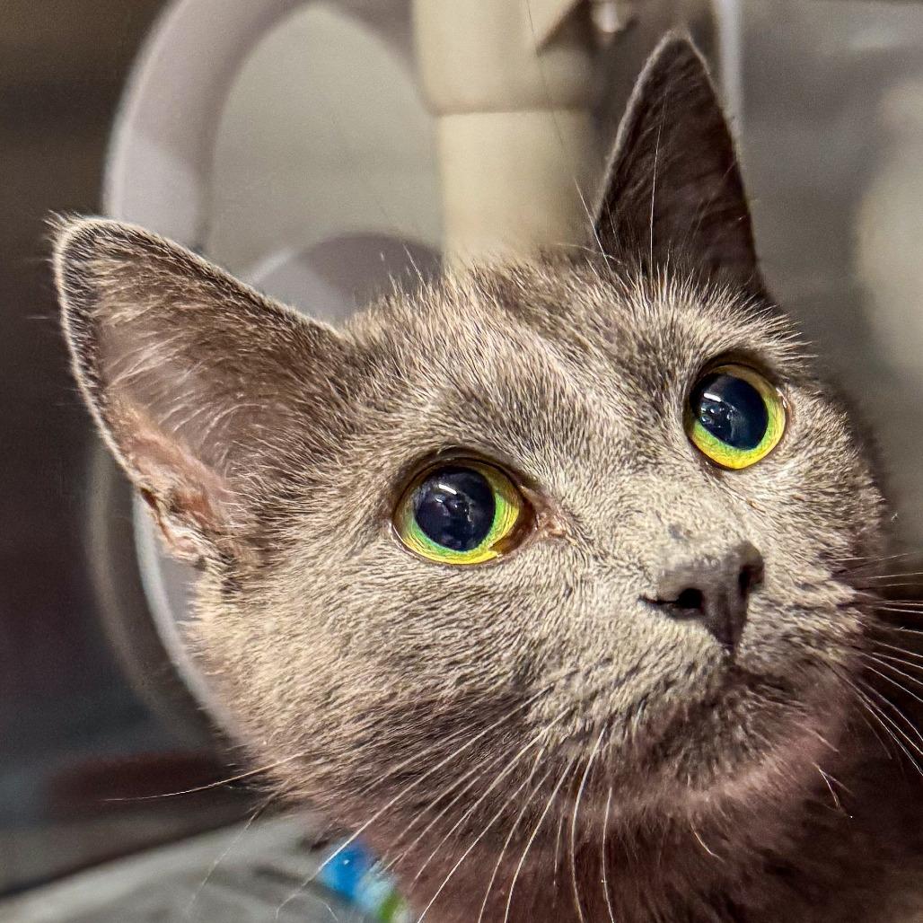 Blue, a Adoptable Domestic Short Hair in Kennebunk, ME image 3/4