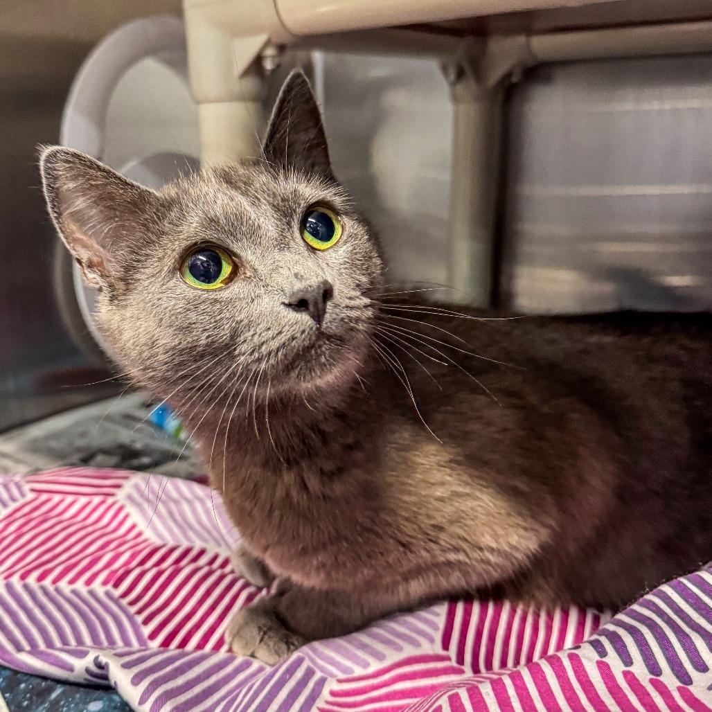 Blue, a Adoptable Domestic Short Hair in Kennebunk, ME image 4/4