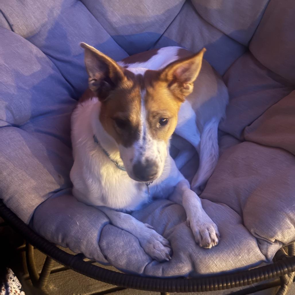 Enlarge Tucker, a Adoptable mixed breed in Fort Collins, CO image 1/6