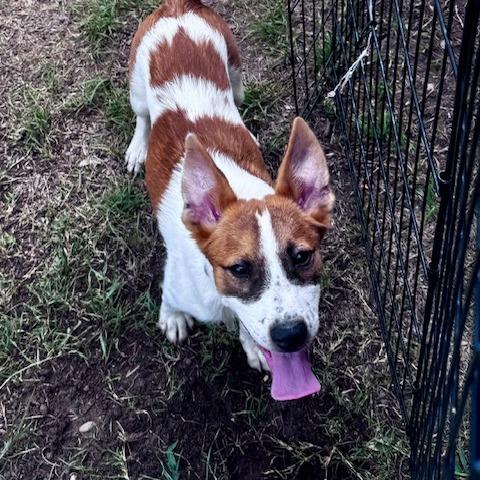 Enlarge Tucker, a Adoptable mixed breed in Fort Collins, CO image 2/6