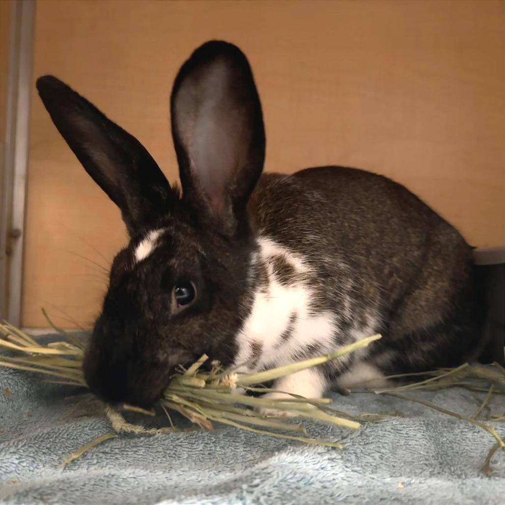 Benz, Adoptable, Adult Female Silver Marten & New Zealand.