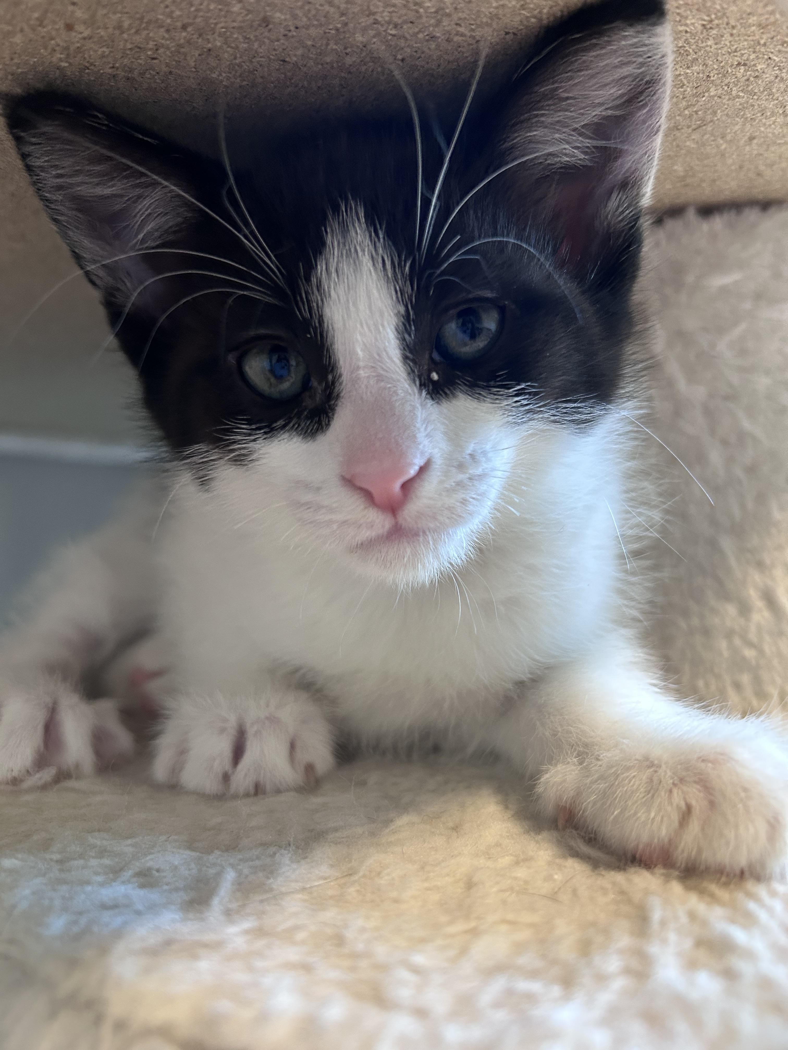 Pop, a Adoptable Domestic Short Hair in Kamloops, BC image 1/6