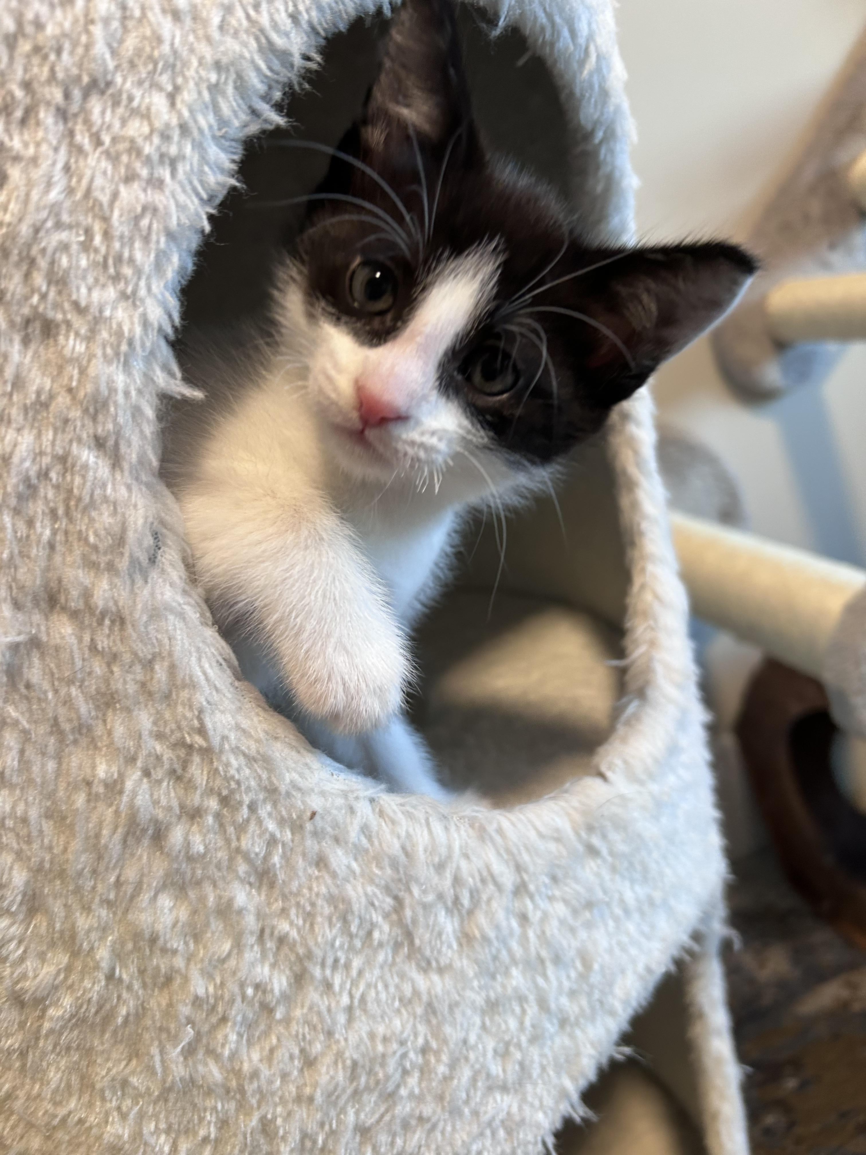 Pop, a Adoptable Domestic Short Hair in Kamloops, BC image 2/6