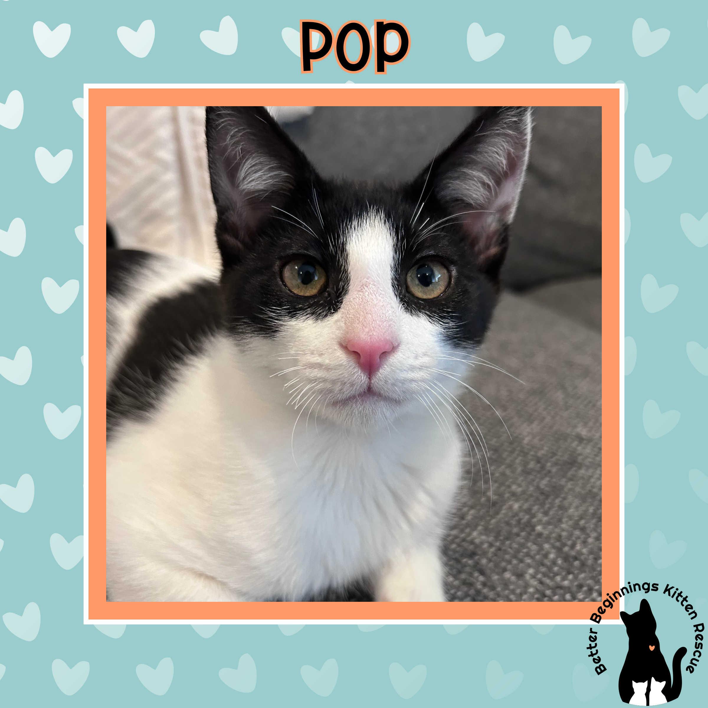 22032026D, a Adopted Domestic Short Hair in Kamloops, BC image 4/6