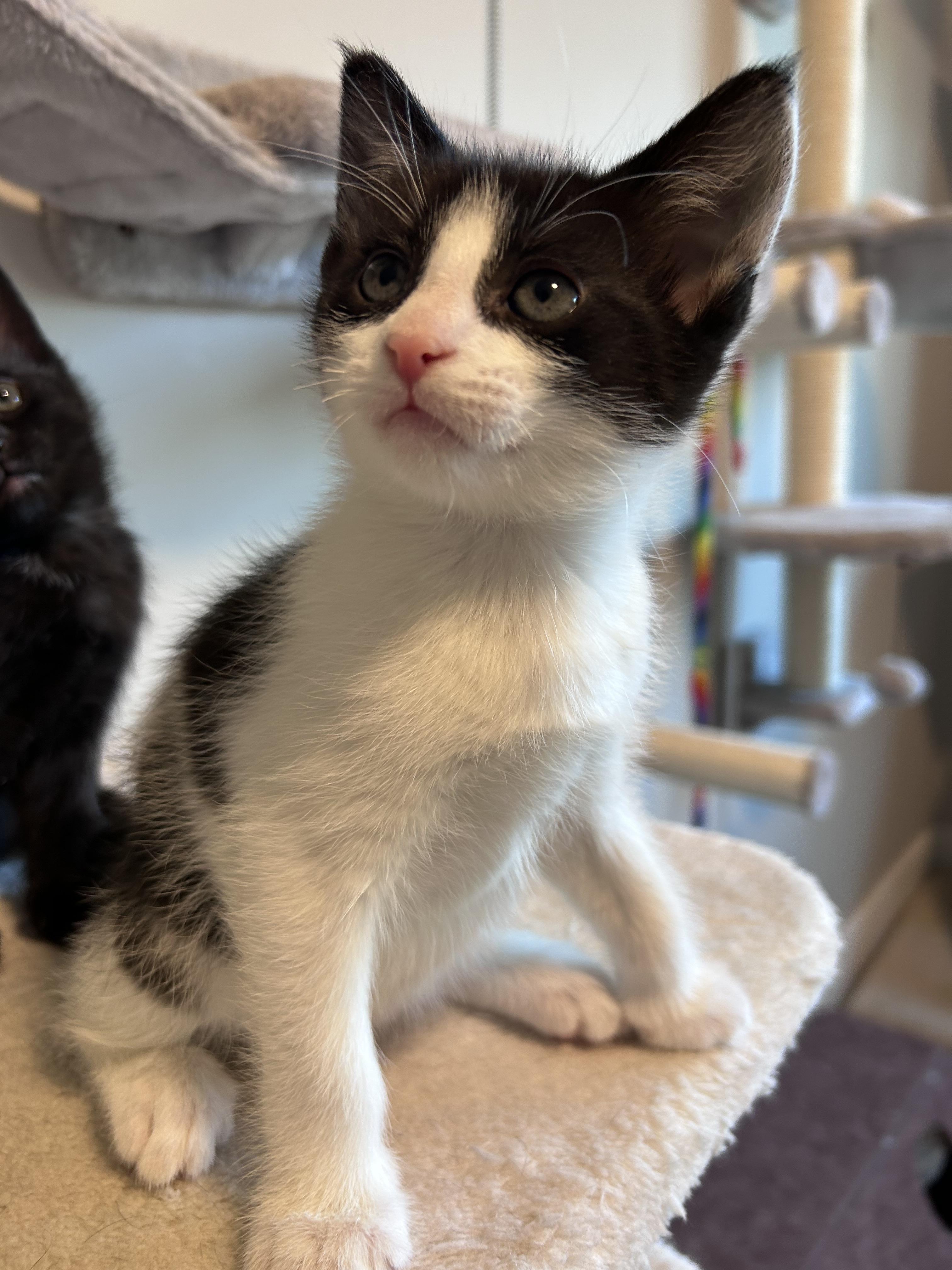 Pop, a Adoptable Domestic Short Hair in Kamloops, BC image 4/6