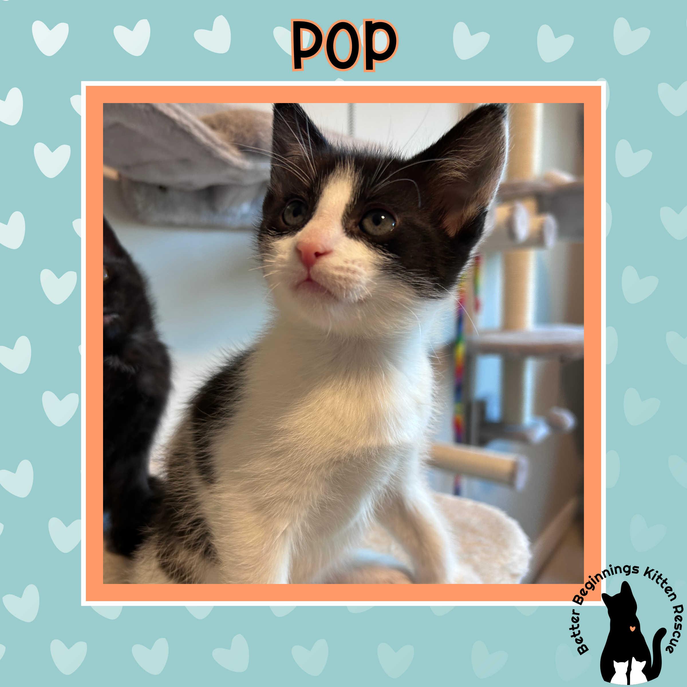 Pop, a Adoptable Domestic Short Hair in Kamloops, BC image 6/6