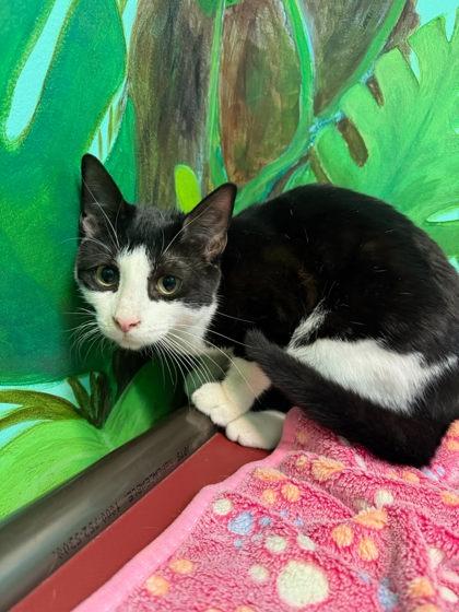 Enlarge Topper, a Adoptable mixed breed in Harbor Springs, MI image 1/1