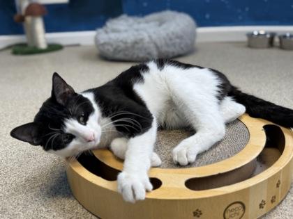 Topper, a Adoptable mixed breed in Harbor Springs, MI image 1/3