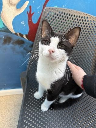 Topper, a Adoptable mixed breed in Harbor Springs, MI image 2/3