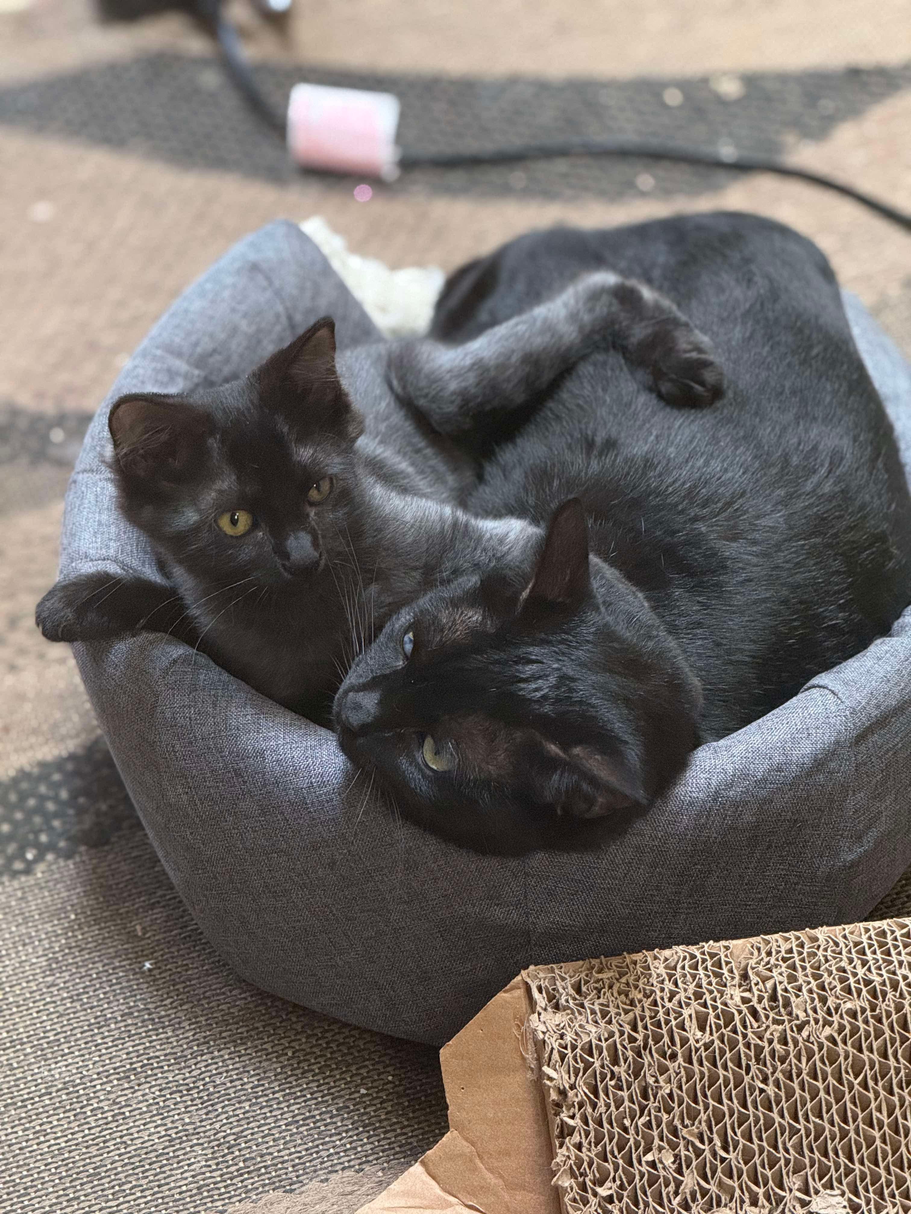 Enlarge Mercury (bonded with Stuart), a Adoptable Domestic Long Hair in Sun Prairie , WI image 3/6