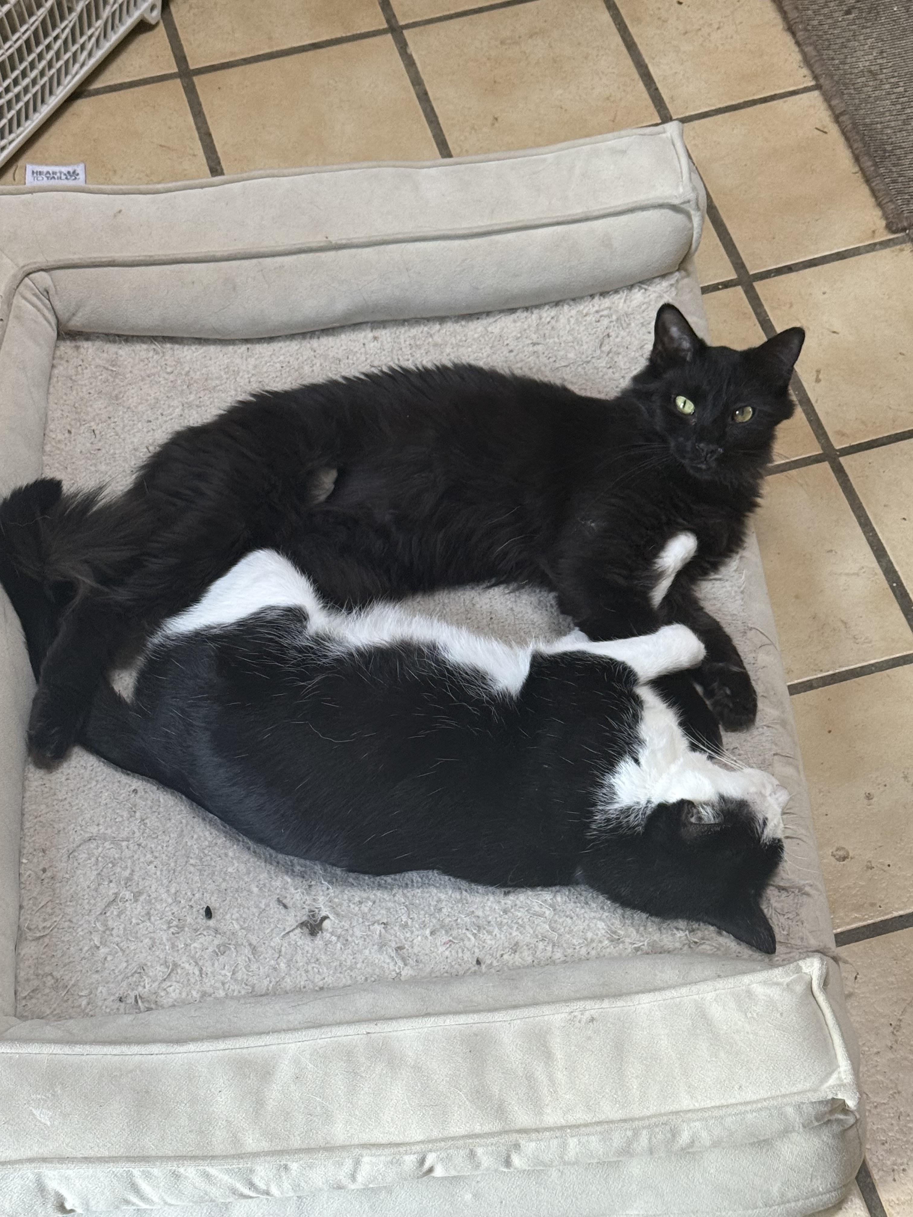 Enlarge Mercury (bonded with Stuart), a Adoptable Domestic Long Hair in Sun Prairie , WI image 1/2