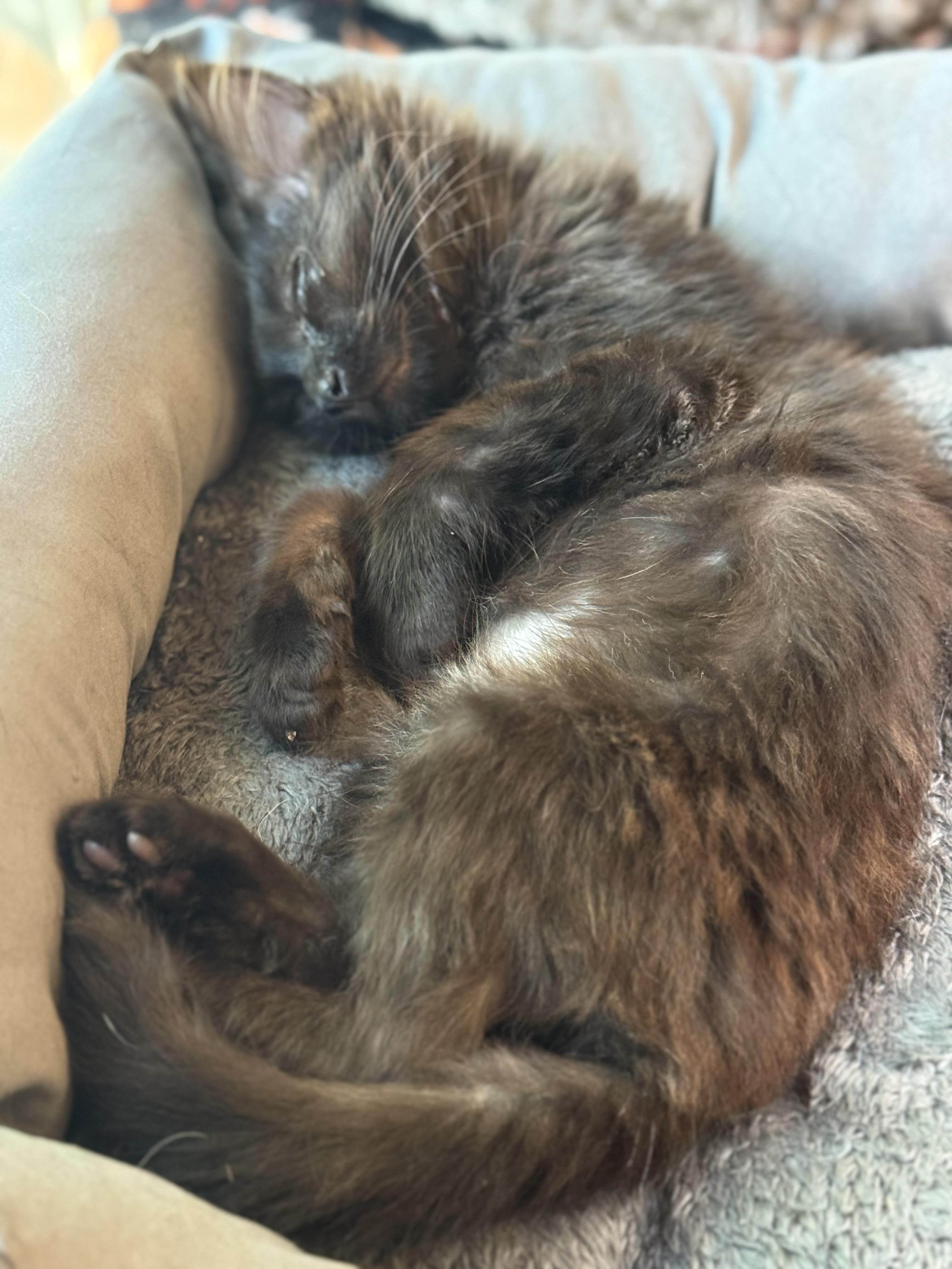 Enlarge Mercury (bonded with Stuart), a Adoptable Domestic Long Hair in Sun Prairie , WI image 5/6