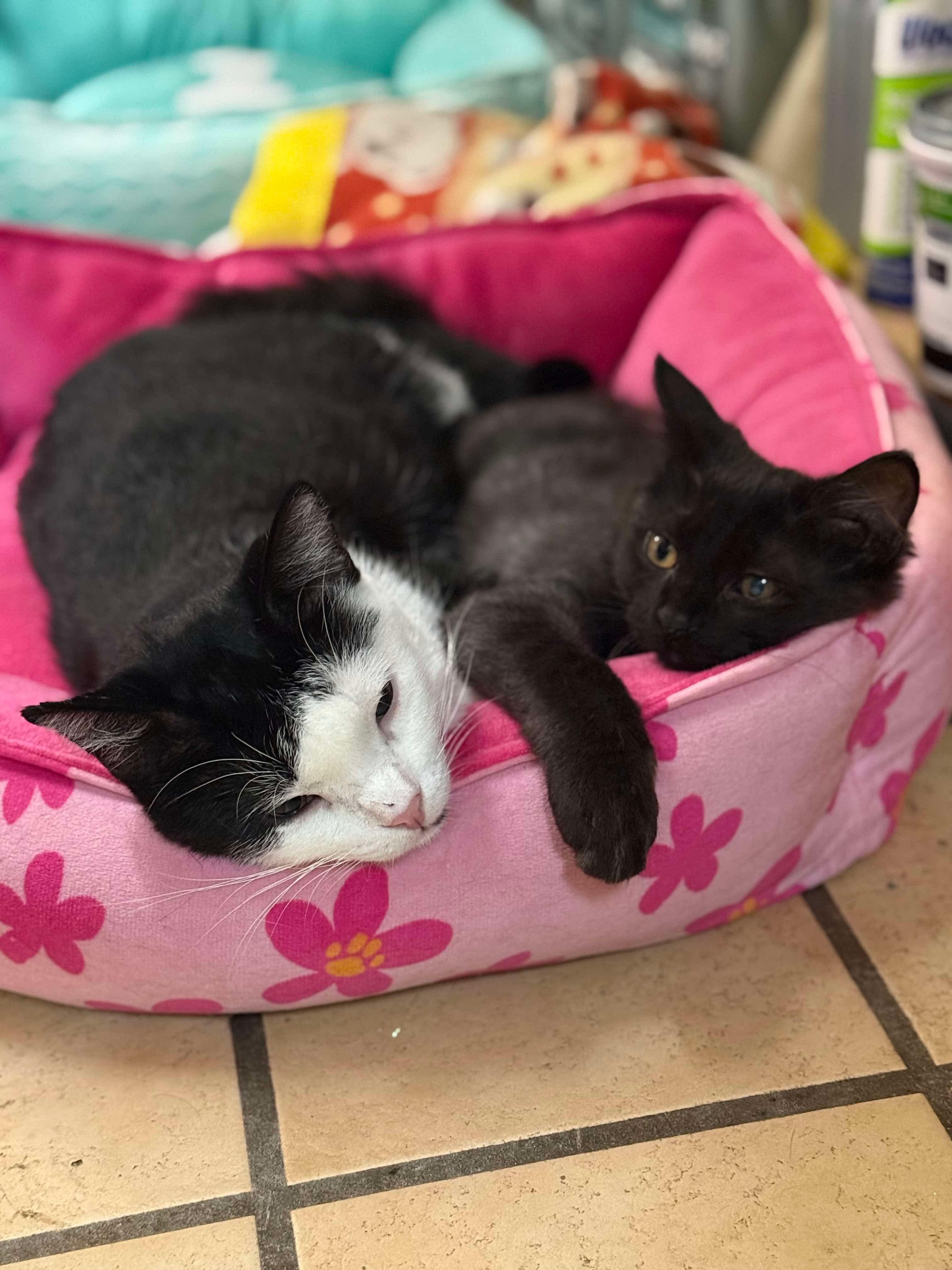 Enlarge Mercury (bonded with Stuart), a Adoptable Domestic Long Hair in Sun Prairie , WI image 4/6