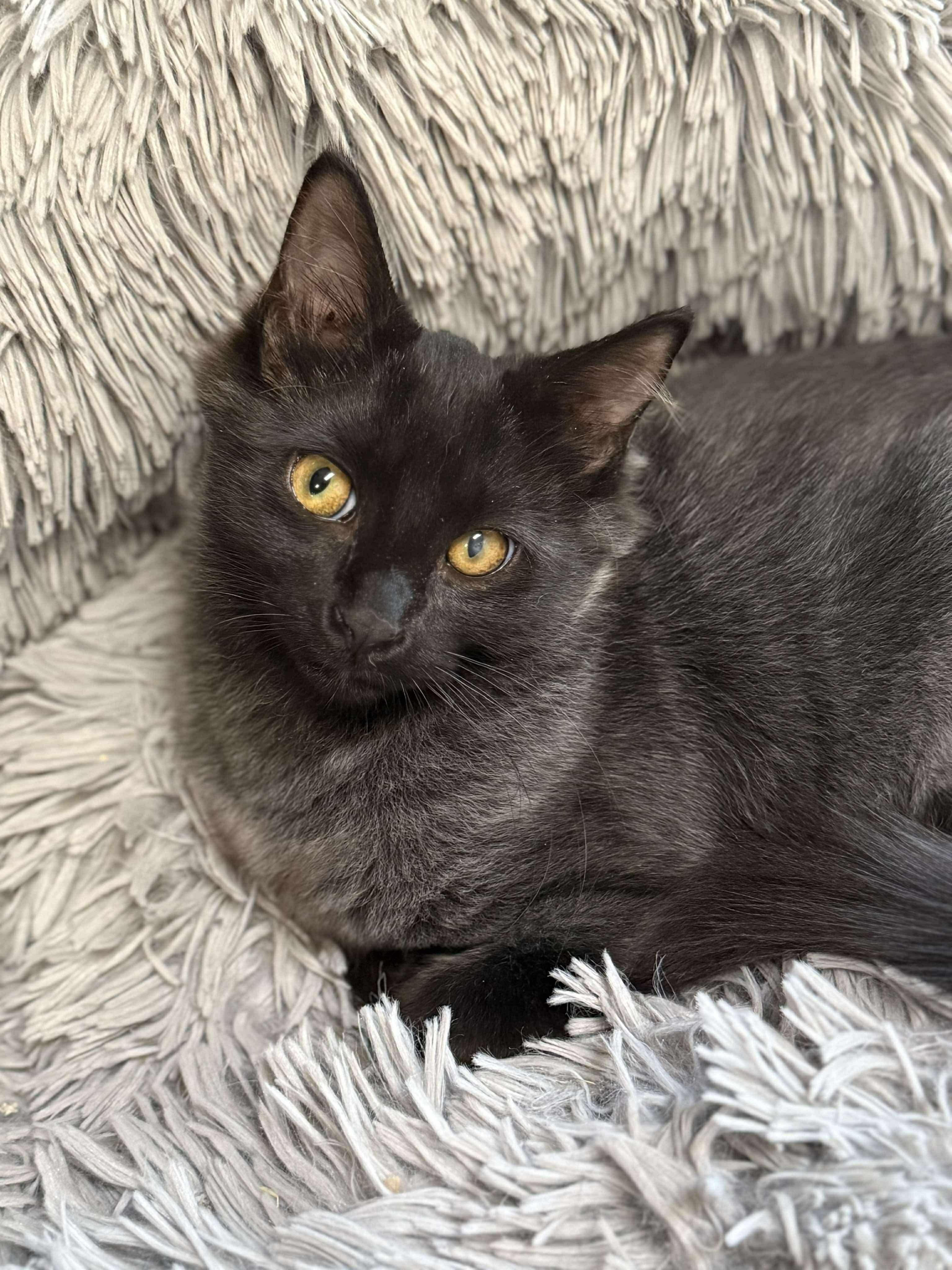 Enlarge Mercury (bonded with Stuart), a Adoptable Domestic Long Hair in Sun Prairie , WI image 1/6